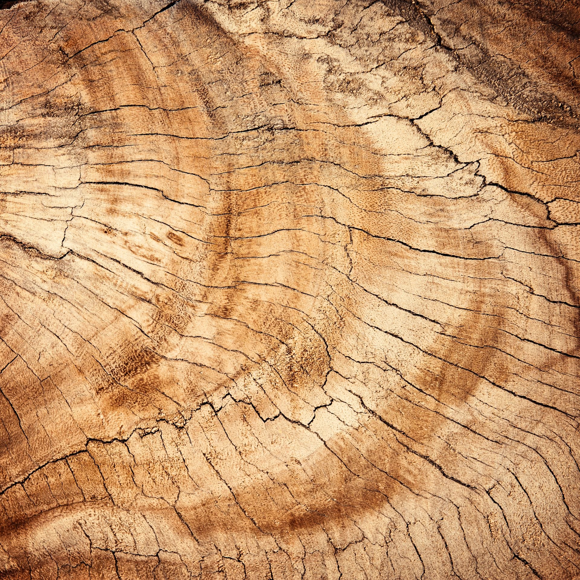 Close-up of walnut grain used in bespoke joinery